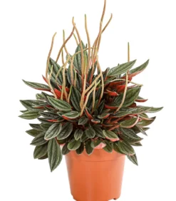 Peperomien-Set - Peperomia cultivars, 3-teilig