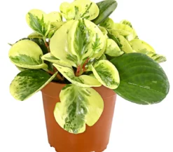Peperomien-Set - Peperomia cultivars, 3-teilig