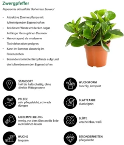 Peperomien-Set - Peperomia cultivars, 3-teilig