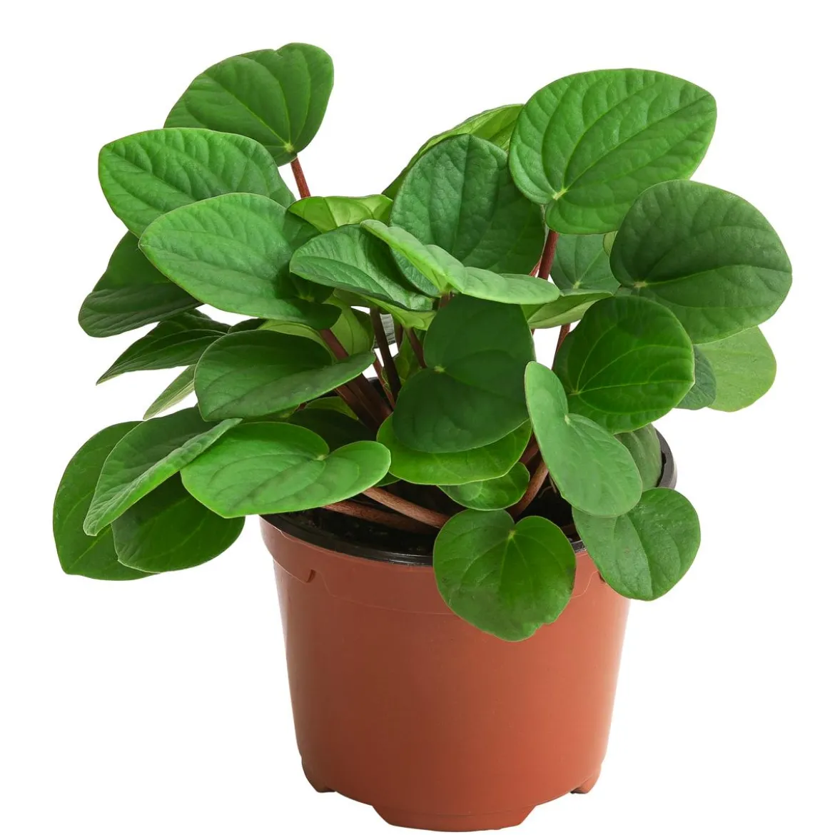 Peperomie - Peperomia albovittatta 'Rana Verde'