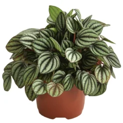 Peperomie - Peperomia albovittata 'Piccolo Banda'