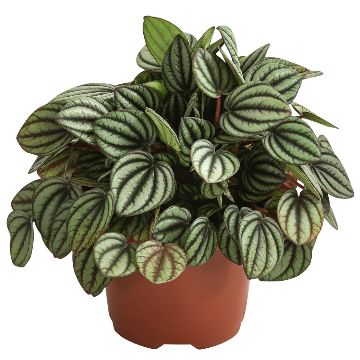 Peperomie - Peperomia albovittata 'Piccolo Banda'