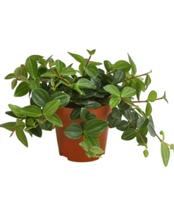 Peperomie - Peperomia angulata 'Rocca Verde'