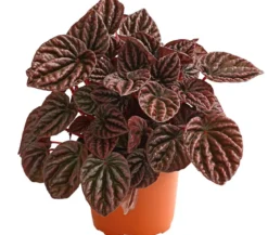 Peperomie - Peperomia caperata 'Red'