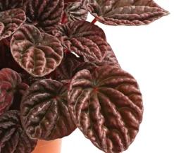 Peperomie - Peperomia caperata 'Red'