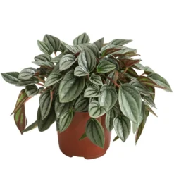 Peperomie - Peperomia caperata 'Napoli Nights'