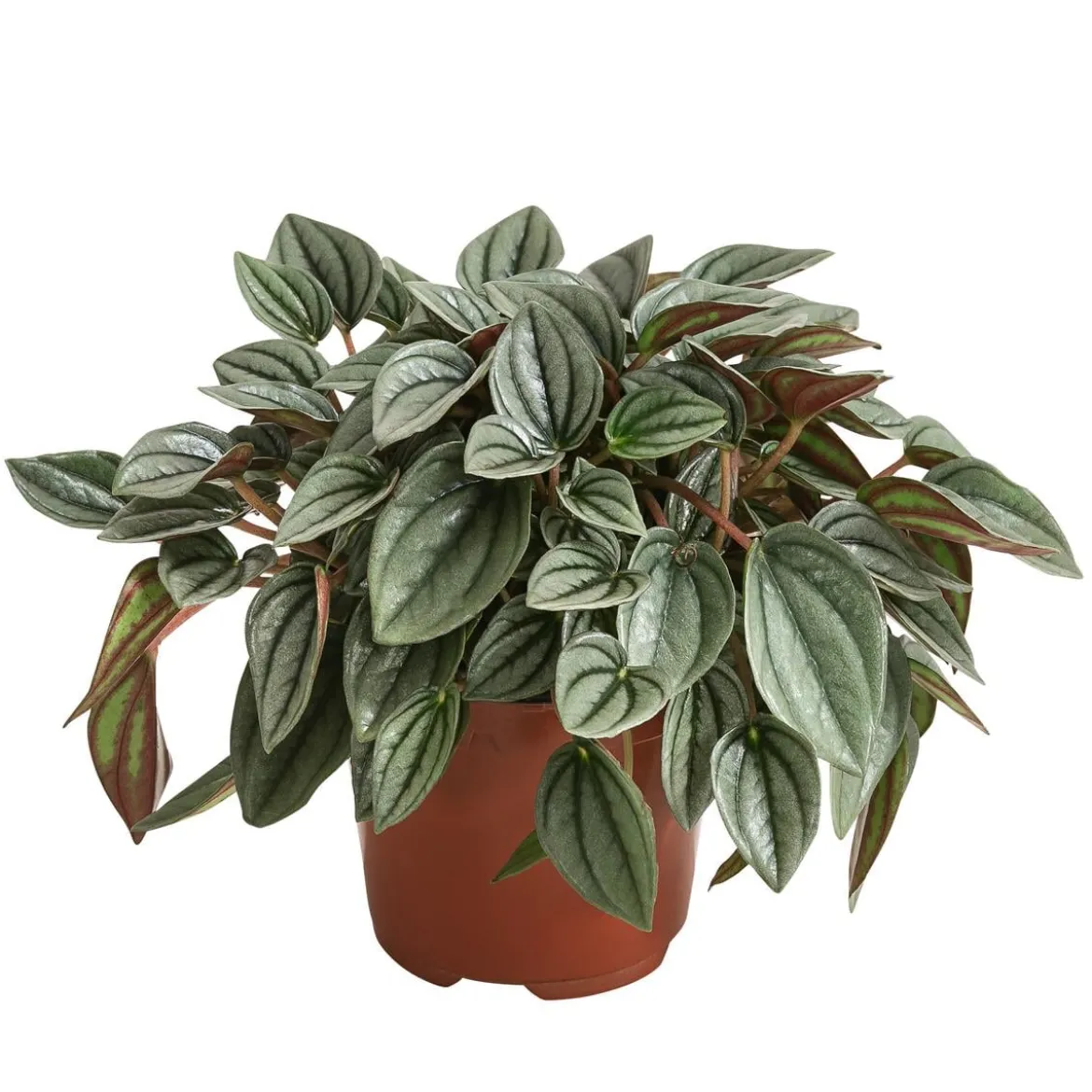 Peperomie - Peperomia caperata 'Napoli Nights'