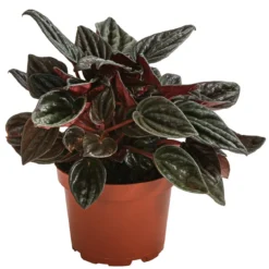 Peperomie - Peperomia caperata 'Brasilia'