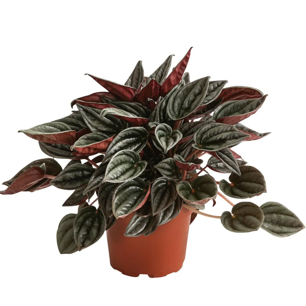 Peperomie - Peperomia caperata 'Mendoza'