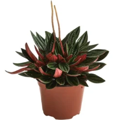 Peperomie - Peperomia caperata 'Rosso'