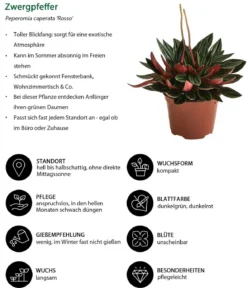 Peperomie - Peperomia caperata 'Rosso'