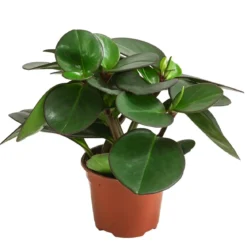 Peperomie - Peperomia clusiifolia