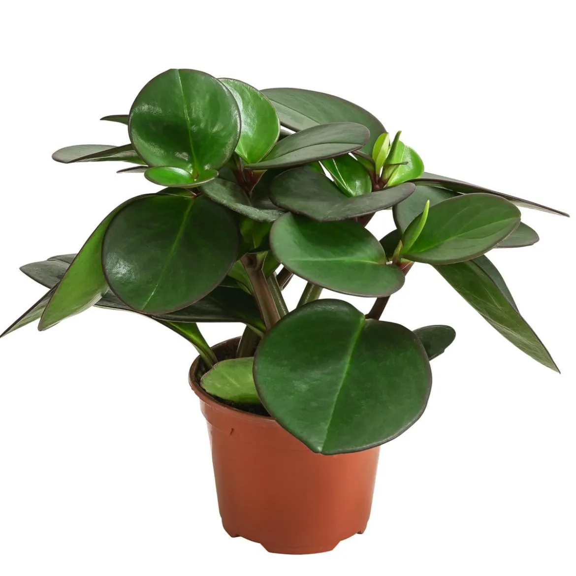 Peperomie - Peperomia clusiifolia