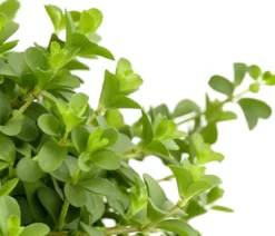 Peperomie - Peperomia deppeana