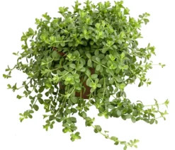 Peperomie - Peperomia deppeana