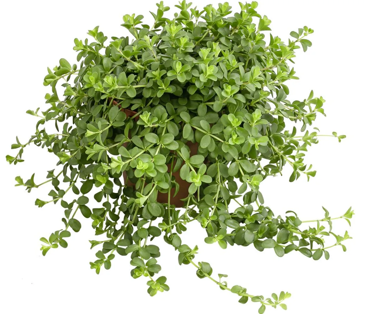 Peperomie - Peperomia deppeana