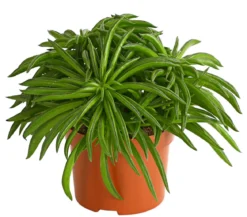 Peperomie - Peperomia ferreyrae 'Happy Bean'