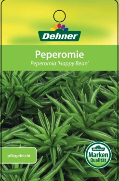 Peperomie - Peperomia ferreyrae 'Happy Bean'
