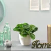 Peperomie - Peperomia obtusifolia 'Lime'
