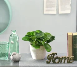 Peperomie - Peperomia obtusifolia 'Lime'