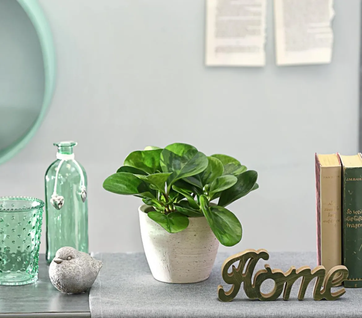 Peperomie - Peperomia obtusifolia 'Lime'