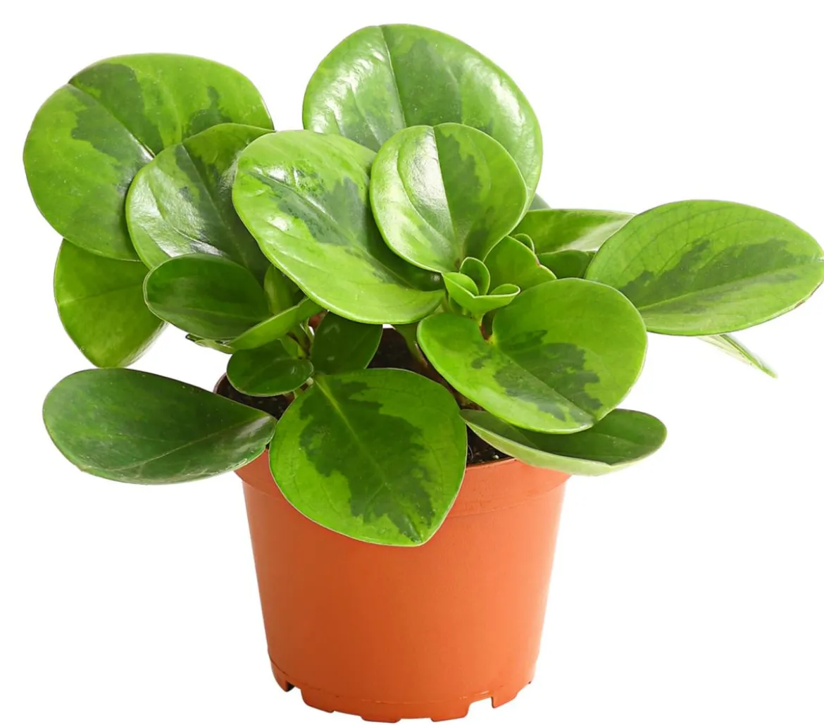 Peperomie - Peperomia obtusifolia 'Lime'