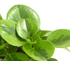 Peperomie - Peperomia obtusifolia 'Lime'