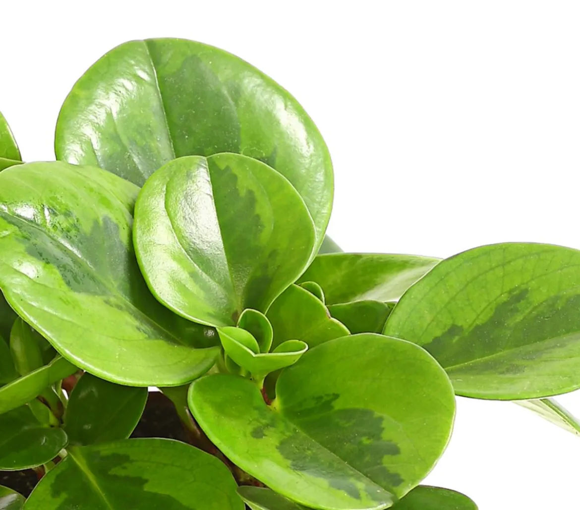 Peperomie - Peperomia obtusifolia 'Lime'