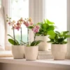 Peperomie - Peperomia obtusifolia