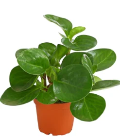 Peperomie - Peperomia obtusifolia