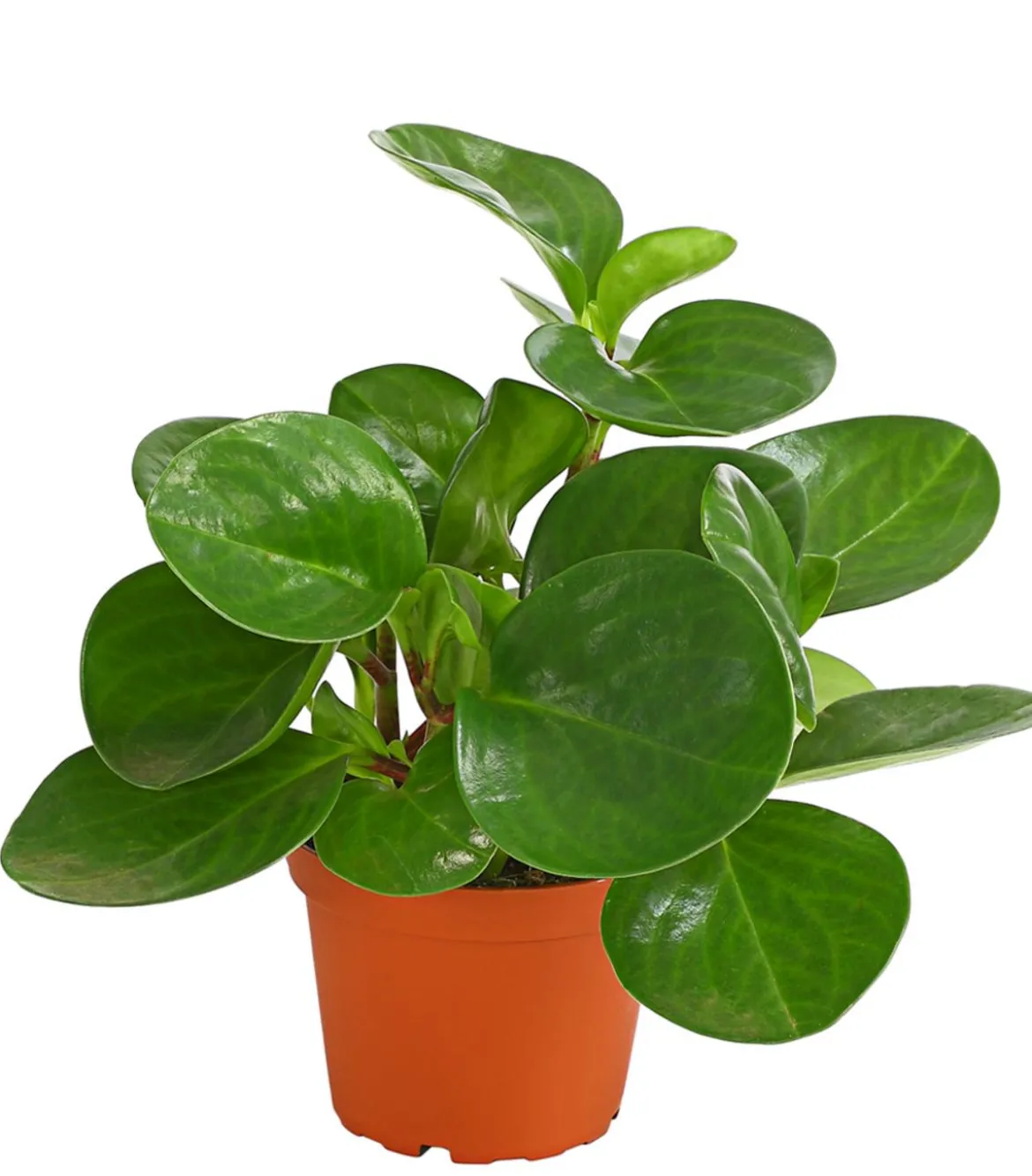 Peperomie - Peperomia obtusifolia