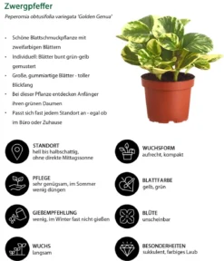 Peperomie - Peperomia obtusifolia variegata 'Golden Genua'