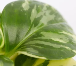 Peperomie - Peperomia obtusifolia variegata 'Golden Genua'