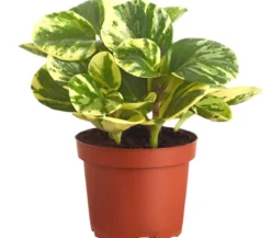 Peperomie - Peperomia obtusifolia variegata 'Golden Genua'