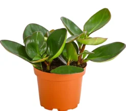 Peperomie - Peperomia obtusifolia 'Red Margin'