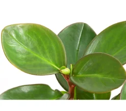 Peperomie - Peperomia obtusifolia 'Red Margin'