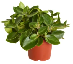 Peperomie - Peperomia orba 'Pixie Lime'