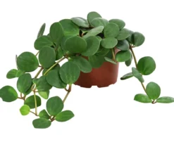 Peperomie - Peperomia pecunifolia