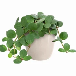 Peperomie - Peperomia pecunifolia