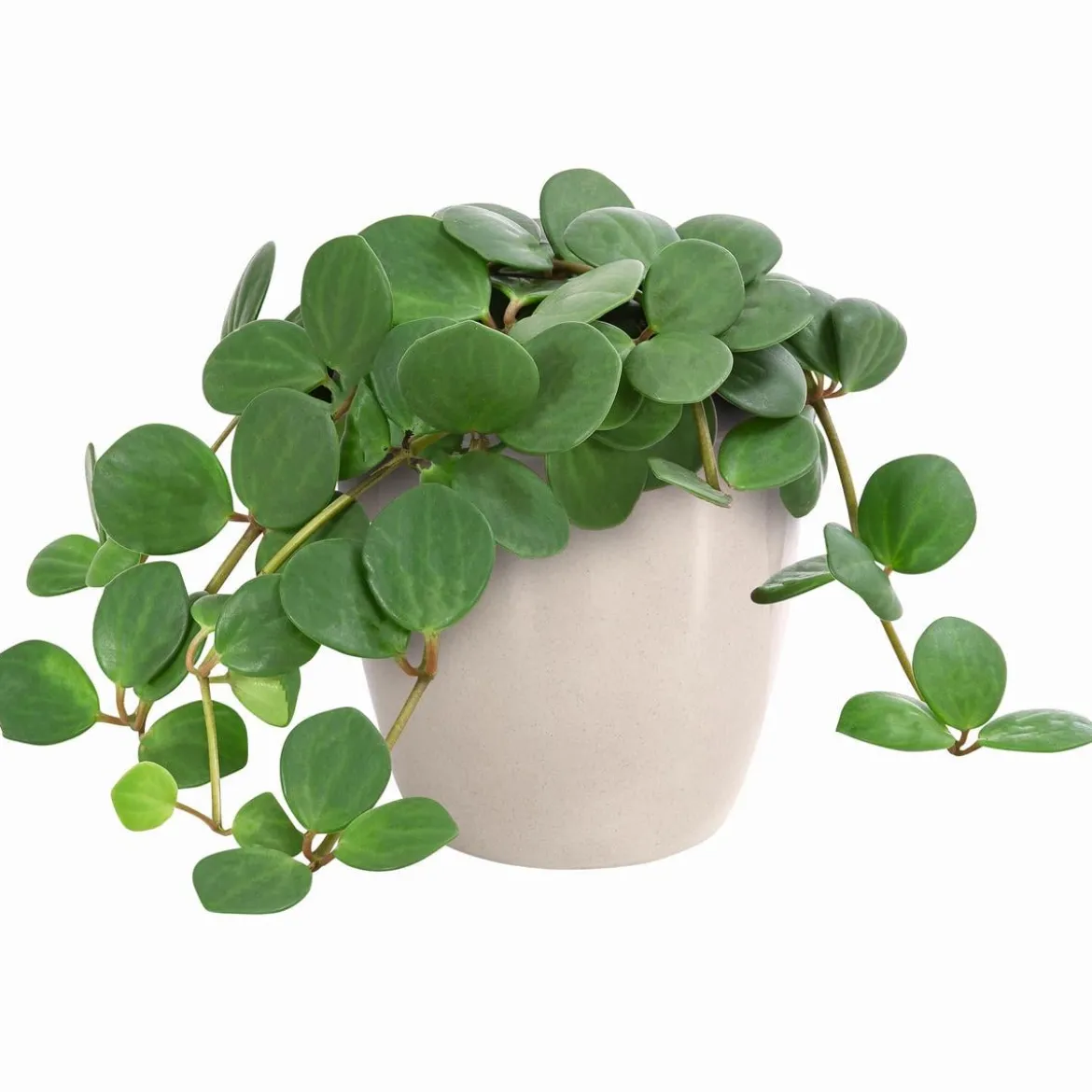 Peperomie - Peperomia pecunifolia