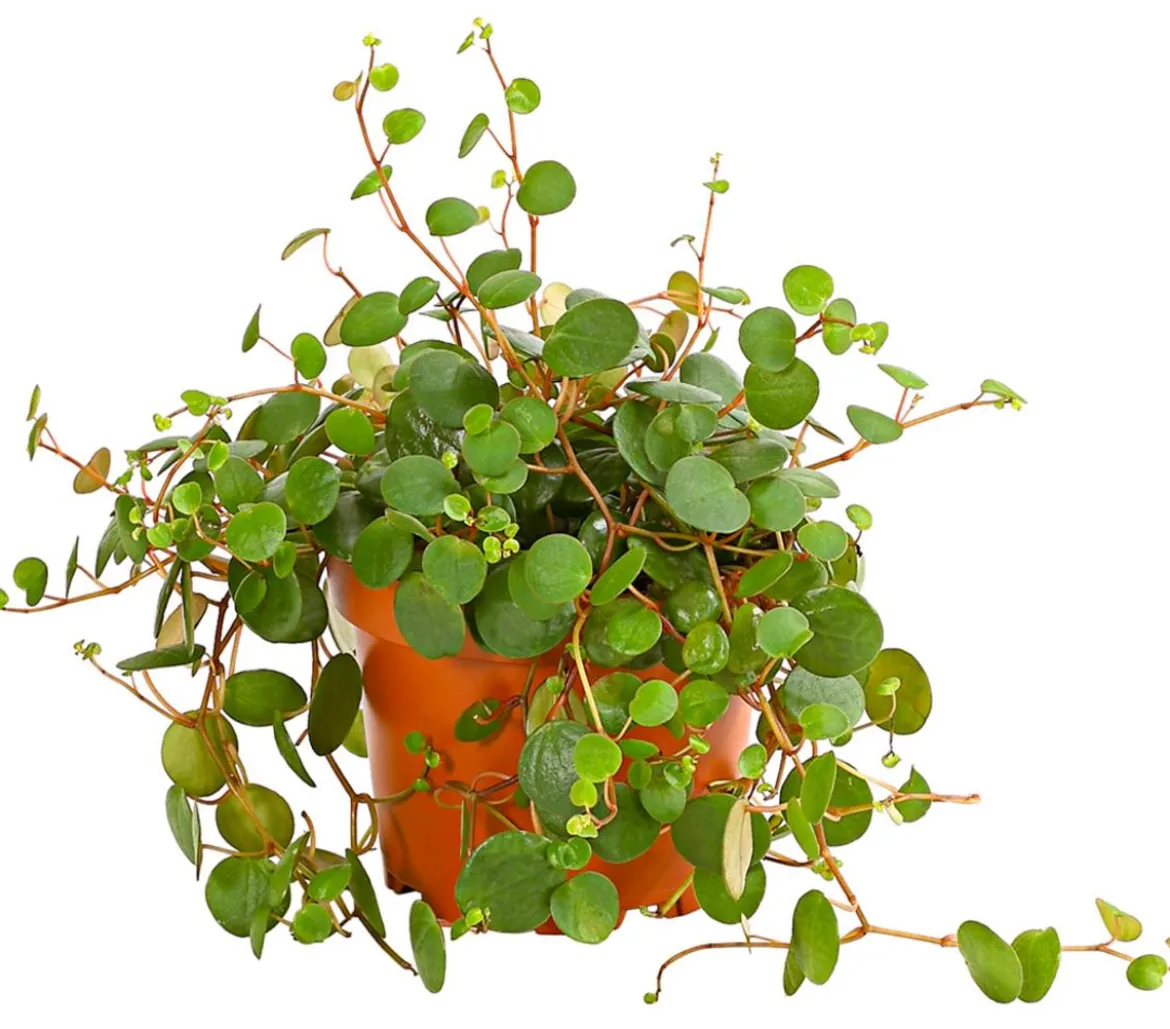 Peperomie - Peperomia 'Pepperspot'