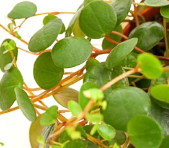 Peperomie - Peperomia 'Pepperspot'