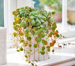 Peperomie - Peperomia 'Pepperspot'