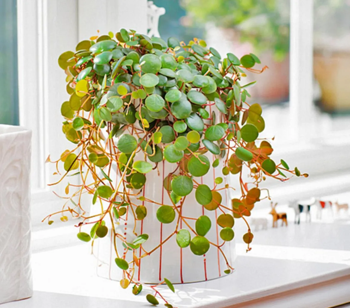 Peperomie - Peperomia 'Pepperspot'
