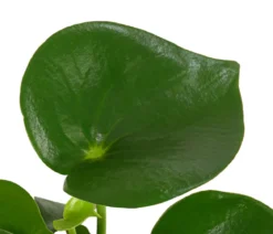 Peperomie - Peperomia polybotrya 'Raindrop'