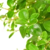 Peperomie - Peperomia rotundifolia, Ampel