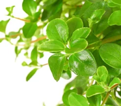 Peperomie - Peperomia rotundifolia, Ampel