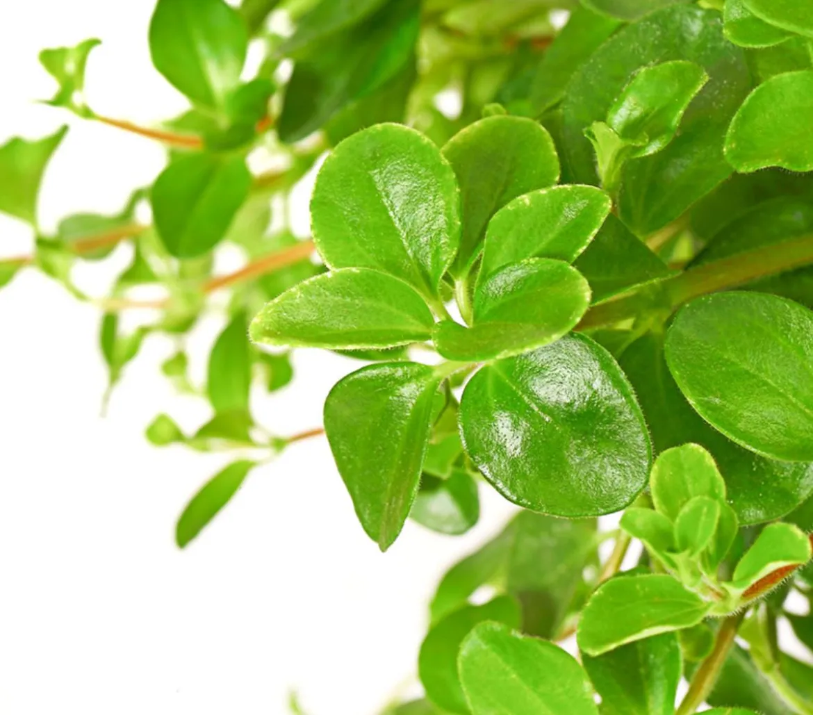 Peperomie - Peperomia rotundifolia, Ampel