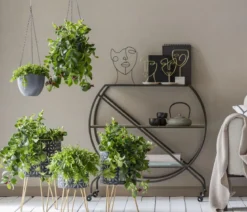Peperomie - Peperomia rotundifolia, Ampel
