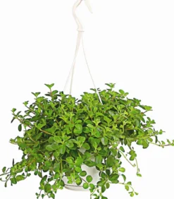 Peperomie - Peperomia rotundifolia, Ampel